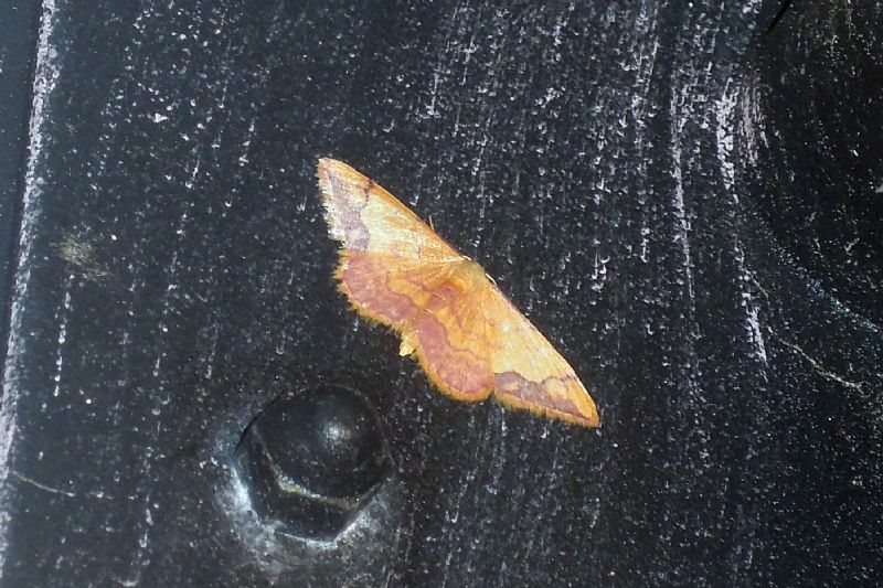Idaea ostrinaria ?? S